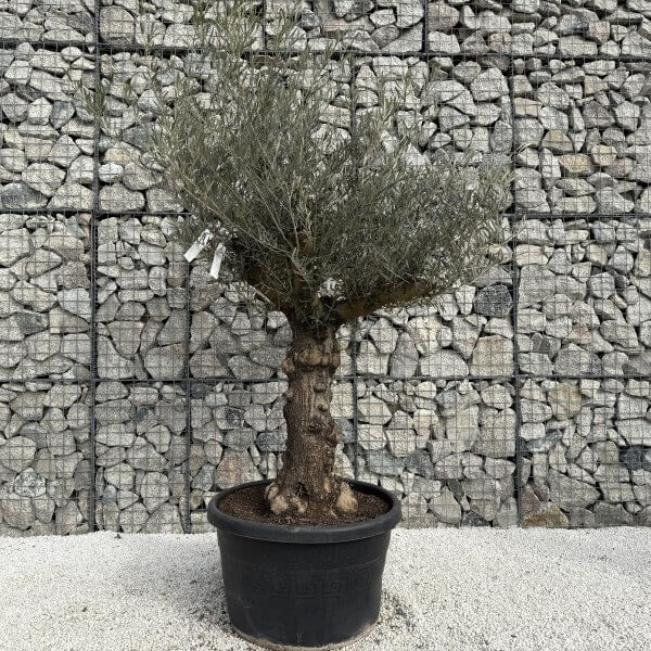 Gnarled Multistem Olive Tree XL J353 - 510E5E5A 3475 4363 AE37 A1A39A170327 2 scaled