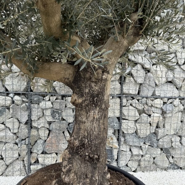 Gnarled Multistem Olive Tree XL J383 - Image 3