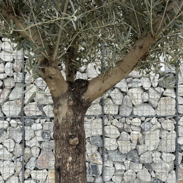 Gnarled Multistem Olive Tree XL J392 - 53A8AE62 2016 4F26 B326 B6B88D0067BB scaled
