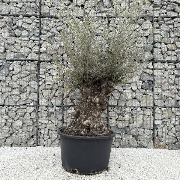 Gnarled Olive Tree XXL (Ancient) J461 - Image 2