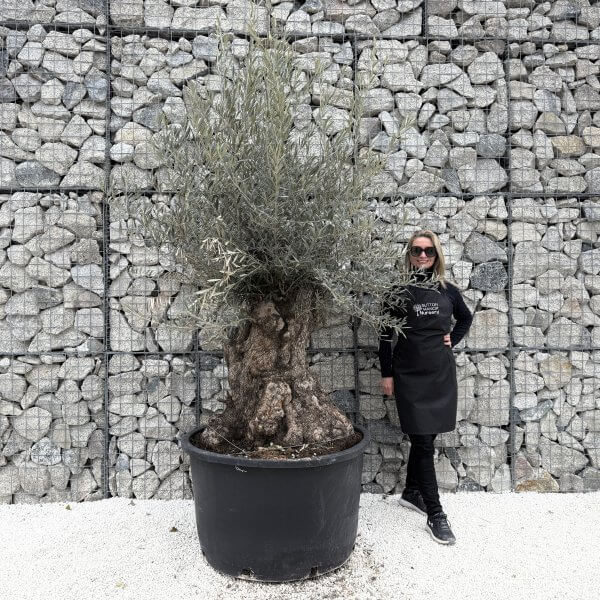 Gnarled Olive Tree XXL (Ancient) J469 - 5694F5BF 2A16 4B04 AF09 62BD774CE8AA 1 201 a 1 scaled