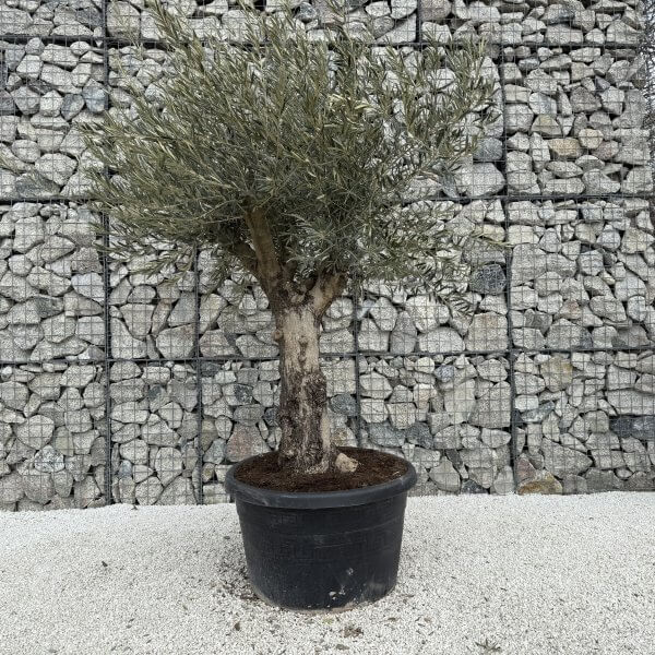 Gnarled Multistem Olive Tree XL J365 - 57AA0AAB B327 4D58 982D D93369339C22 scaled