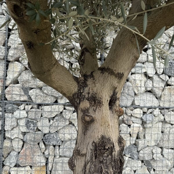 Gnarled Multistem Olive Tree XL J364 - 57CC7EEC C5B4 49F6 B80F 104425BD5F52 scaled