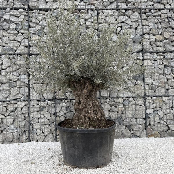 Gnarled Olive Tree XXL (Ancient) J445 - Image 2