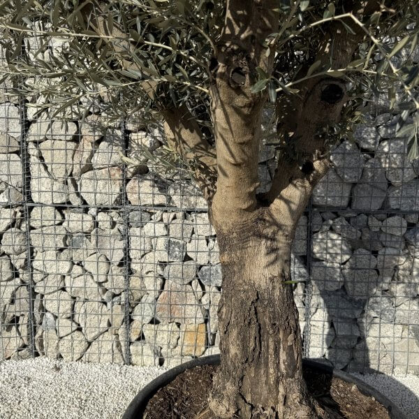Gnarled Multistem Olive Tree XL J429 MT - Image 3