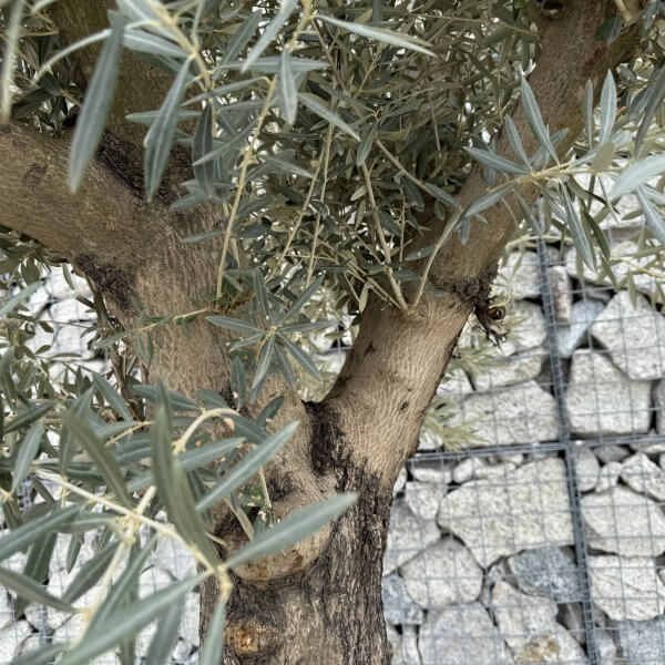 Gnarled Multistem Olive Tree XL J393 - 5ADDD00A 66DF 47F2 AEF9 DE0C94CC184A scaled