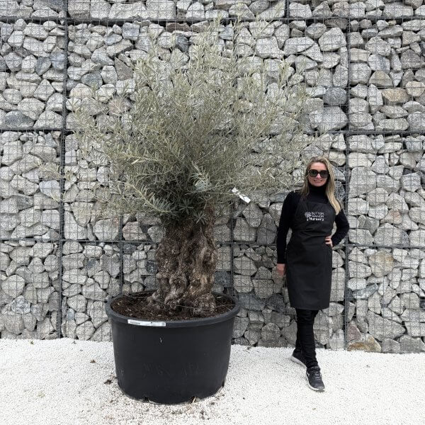 Gnarled Olive Tree XXL (Ancient) J470 - 5BAD05FB CFDF 4B79 87D9 DCFD80131C05 1 201 a 2 scaled
