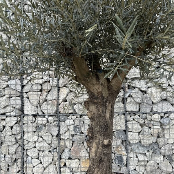 Gnarled Multistem Olive Tree XL J402 - 5D398053 BCCB 433F 978E F634307E5EF3 scaled