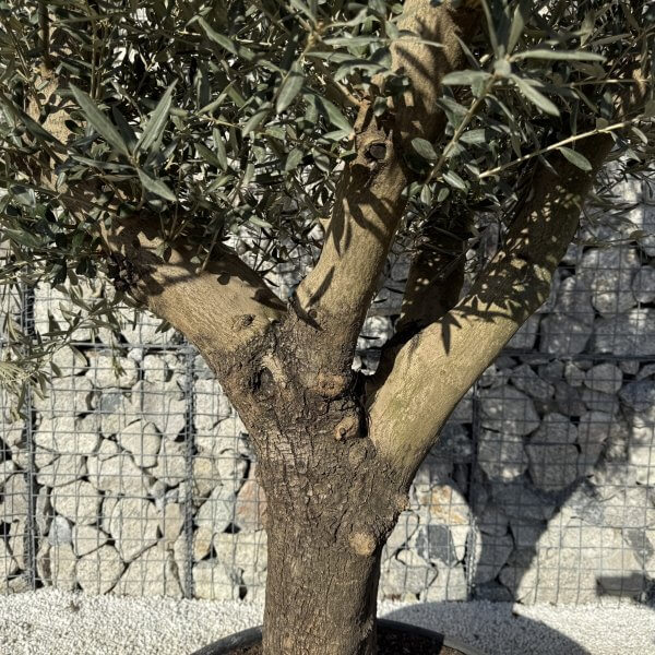 Gnarled Multistem Olive Tree XL J427 - 5D417DBF A220 42DA AAF3 F84941C77375 2 scaled