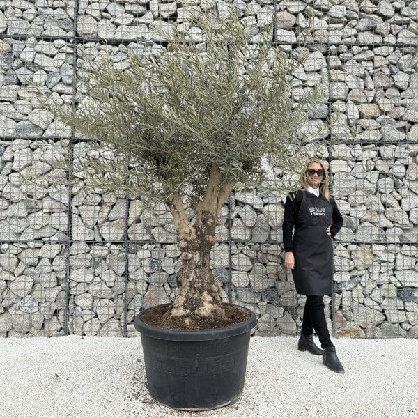 Gnarled Multistem Olive Tree XL J366 - 5EBBE6D8 162F 45BA 94F6 3B9E5D979C8C scaled