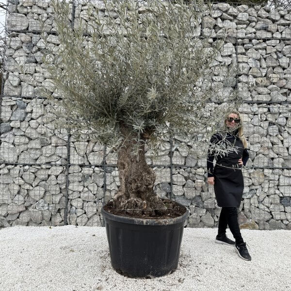Gnarled Olive Tree XXL (Ancient) J443 - 5EE15DF8 83D1 43AB 9408 091DC4405288 scaled