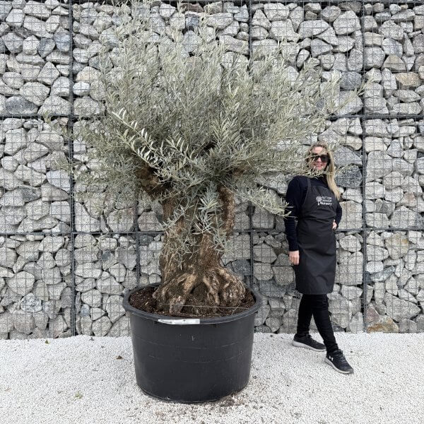Gnarled Olive Tree XXL (Ancient) J457