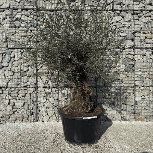 Gnarled Olive Tree XXL (Ancient) J421 - 5F1AC34F 5F64 4636 8B1C 60E643278811 scaled