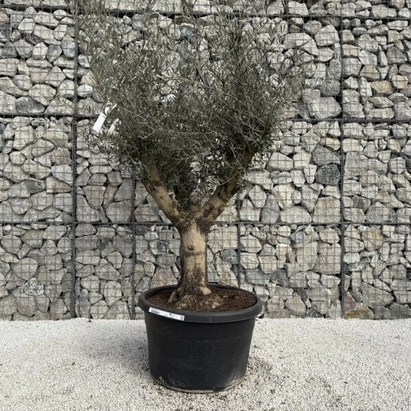 Gnarled Multistem Olive Tree XL J349 - Image 2