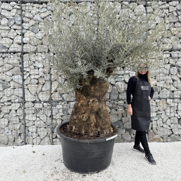 Gnarled Olive Tree XXL (Ancient) J450 - 601FEC6E E48B 43A3 ADBF 162737001227 1 105 c