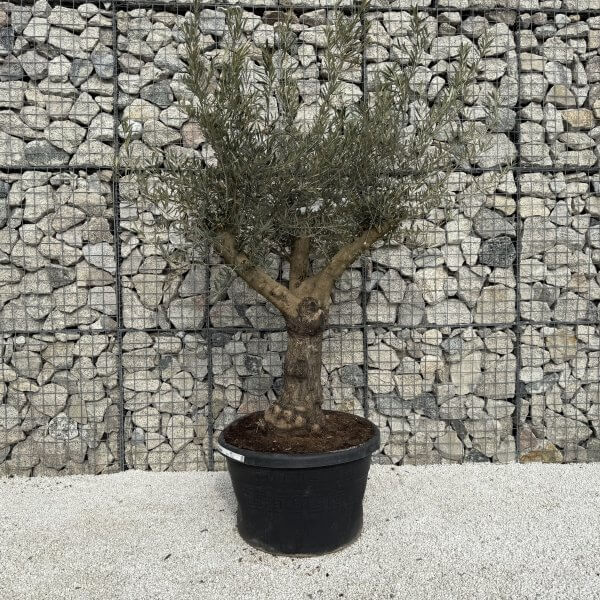 Gnarled Multistem Olive Tree XL J303 - 60D85F46 50ED 4182 805A D808D6CB8985 scaled