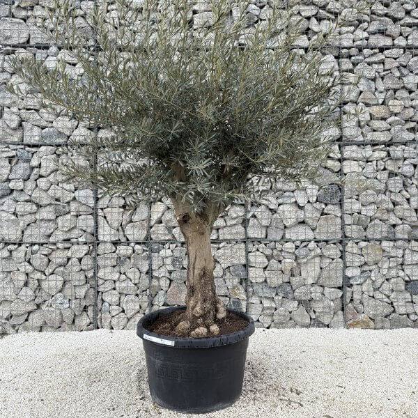 Gnarled Multistem Olive Tree XL J401 - Image 2