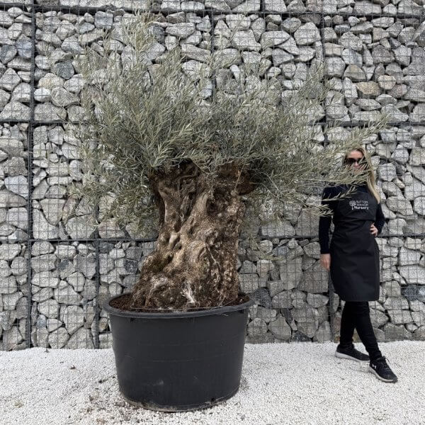 Gnarled Olive Tree XXL (Ancient) J446 - 613BA5A7 CC87 4C8C AAD1 A5464B6F75EF 1 105 c