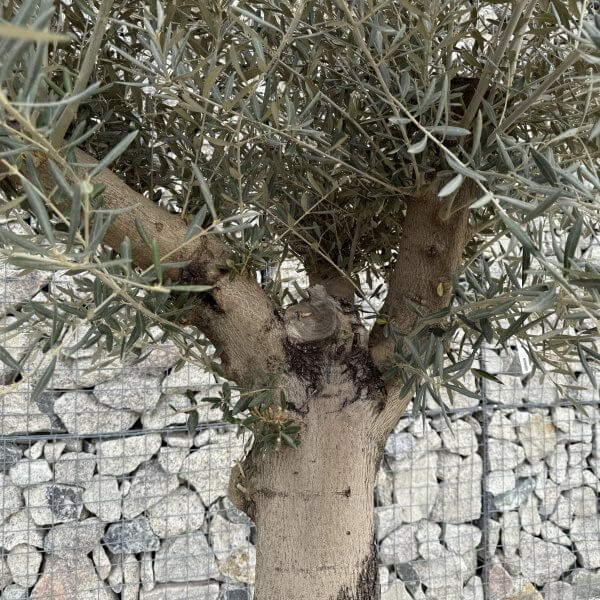 Gnarled Multistem Olive Tree XL J361 - 61AF6565 A885 4B6F 85CF CF793AA51BC8 scaled