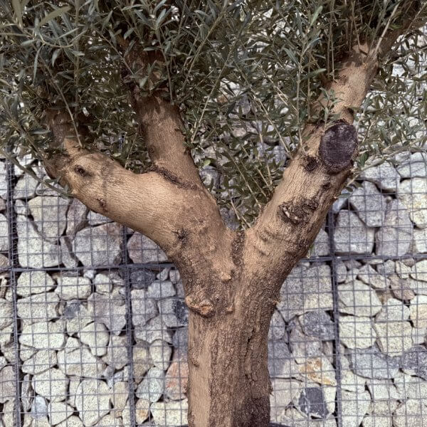 Gnarled Multistem Olive Tree XL J321 - 634F85F0 3436 48E4 A976 2ADDCDC15139 1 105 c