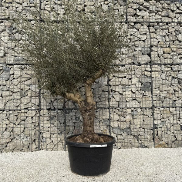 Gnarled Multistem Olive Tree XL J314 - 63E5CEF7 2418 474A 9ECB E2A036DF26ED 1 105 c