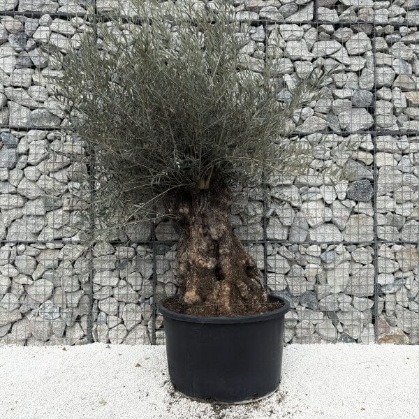 Gnarled Olive Tree XXL (Ancient) J478 - 64156680 FFBD 4233 BC30 E50F889AC279 1 201 a scaled