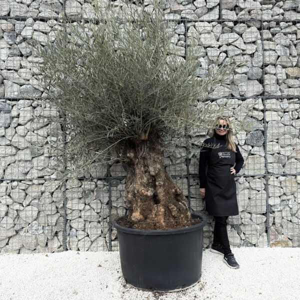 Gnarled Olive Tree XXL (Ancient) J478 - 6542A0A9 8AEF 49BD BE35 0EE72795A298 1 201 a 3 scaled