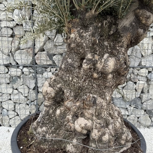 Gnarled Olive Tree XXL (Ancient) J461 - Image 3