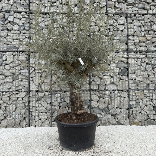 Gnarled Multistem Olive Tree XL J393 - 6A9DC438 EDC9 47C9 9EEC 2DE7729203CC scaled