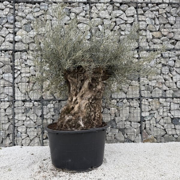 Gnarled Olive Tree XXL (Ancient) J446 - 6B32F3A6 4DE8 435E 8E7F B0514A516294 1 105 c