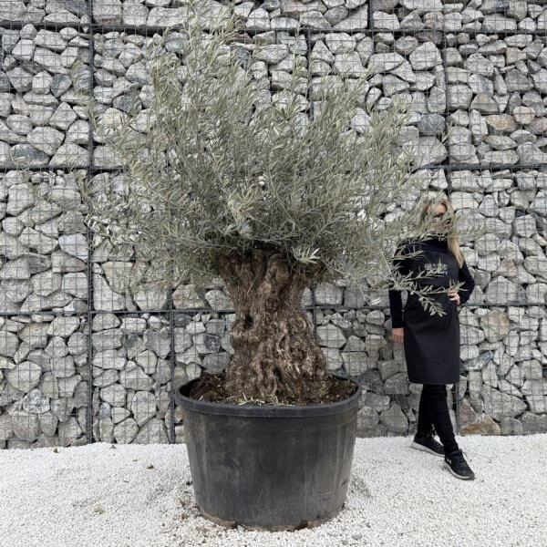 Gnarled Olive Tree XXL (Ancient) J445