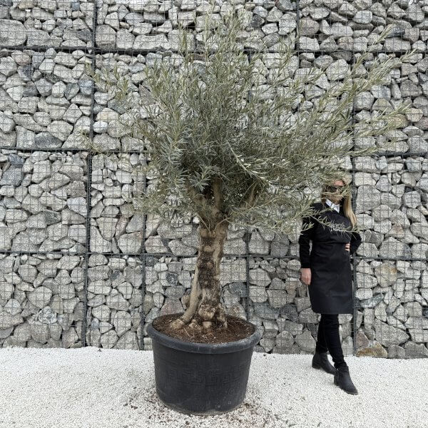 Gnarled Multistem Olive Tree XL J389