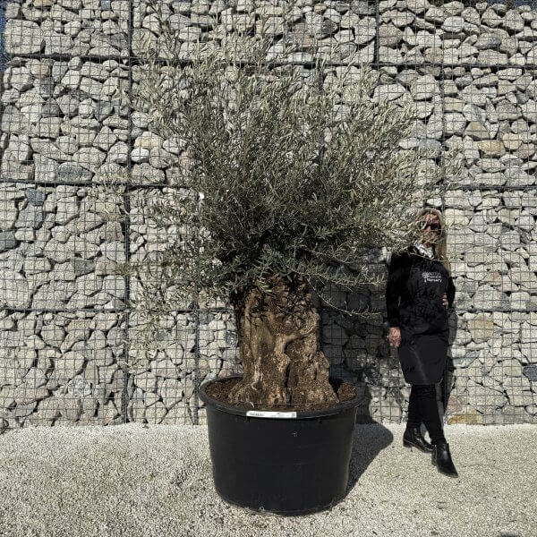 Gnarled Olive Tree XXL (Ancient) J422
