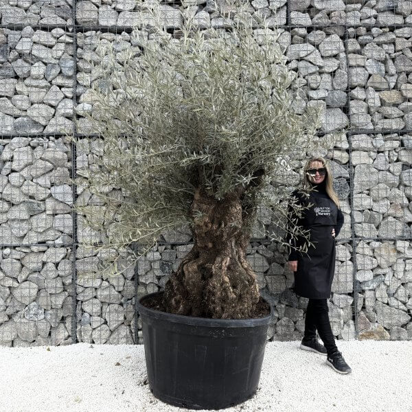 Gnarled Olive Tree XXL (Ancient) J475 - 6E8834A2 4EC1 4091 9C78 F5B76DF043FB 1 201 a 1 scaled