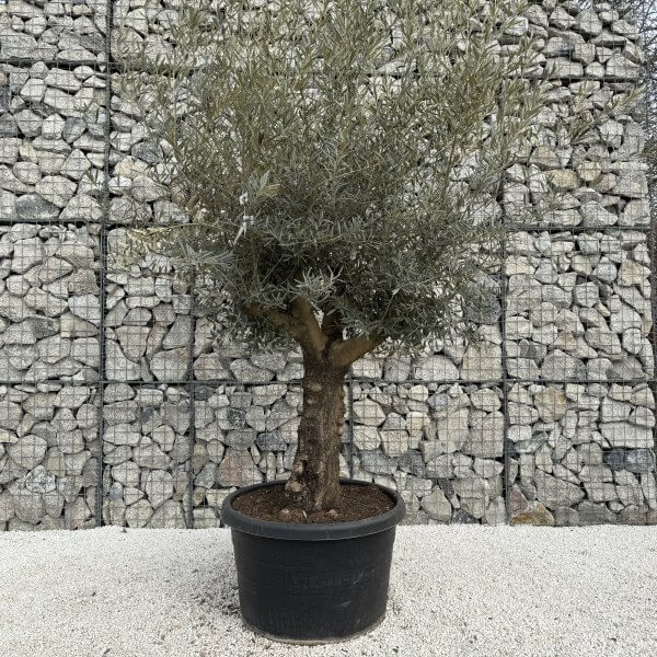 Gnarled Multistem Olive Tree XL J357 - Image 2