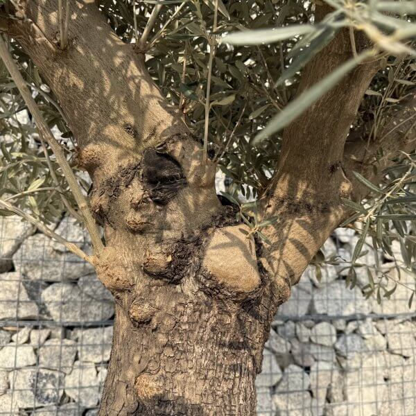 Gnarled Multistem Olive Tree XL J341 - 6FFD1100 DDF7 4E64 88C2 77B43E769D0A scaled