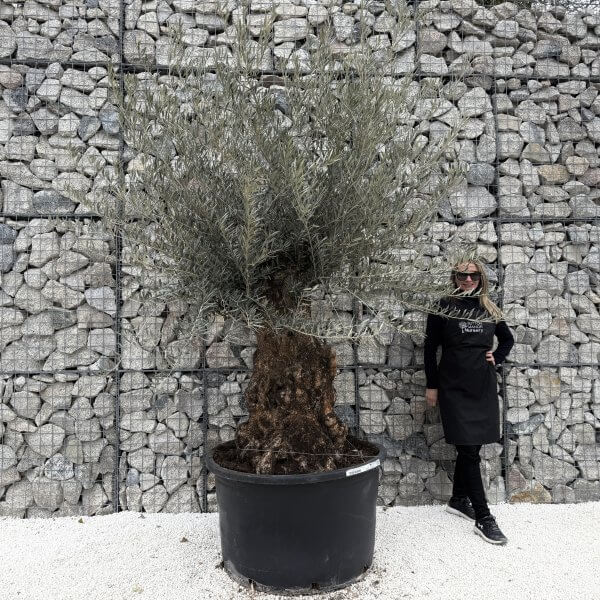 Gnarled Olive Tree XXL (Ancient) J467 - 701F9110 A3A9 4DB9 9895 BB72E7253FA8 1 201 a scaled