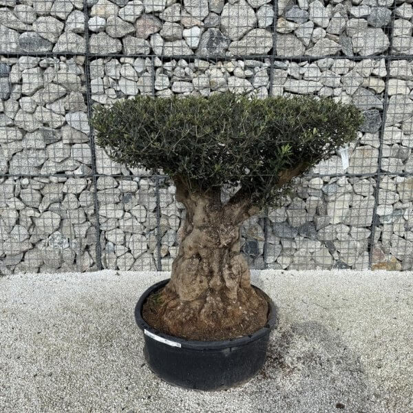 Gnarled Plateau Olive Tree XL J416 - 7084BE57 D8DE 47F4 B117 809F78A1F769 1 105 c
