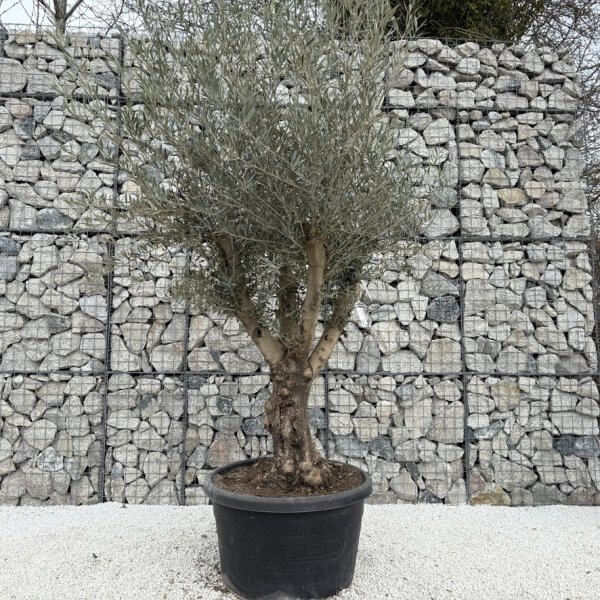 Gnarled Multistem Olive Tree XL J372 MT - Image 2