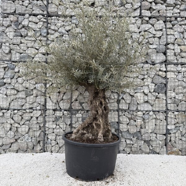 Gnarled Olive Tree XXL (Ancient) J454 - 71C8A91B 236D 49F9 B148 BA604056F6C2 1 105 c