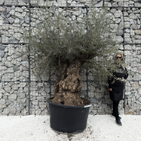 Gnarled Olive Tree XXL (Ancient) J477 - 720E8856 8387 43BD B026 4A2E379CB794 1 201 a 2 scaled