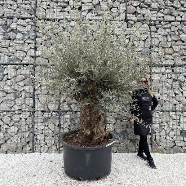 Gnarled Olive Tree XXL (Ancient) J456