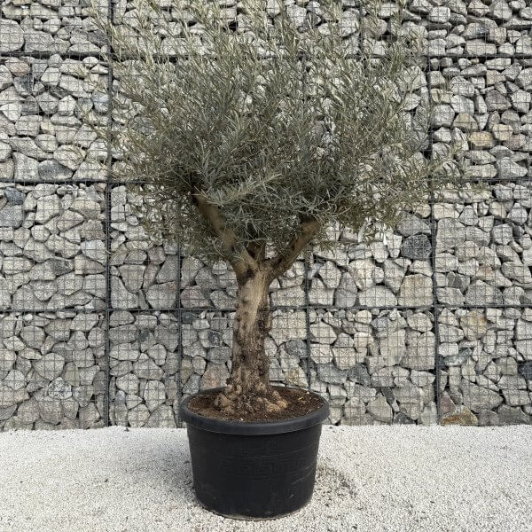 Gnarled Multistem Olive Tree XL J352 - 72ADAB51 D762 45E0 9E1B 93B61E647F14 scaled