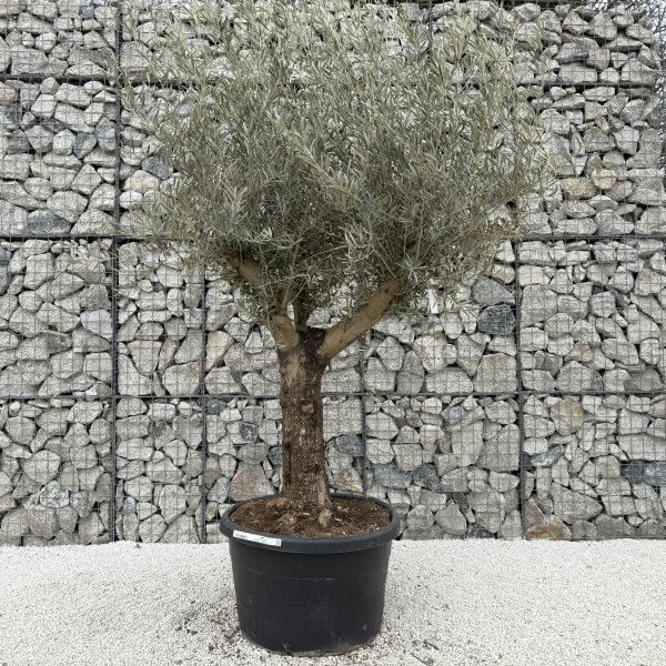 Gnarled Multistem Olive Tree XL J392 - 7714B776 C7F7 49A3 90D5 E64A67BED15F scaled