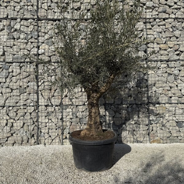 Gnarled Multistem Olive Tree XL J428 - 772DEF46 6D48 4CEF B8C1 0F5F34A165BF 1 scaled