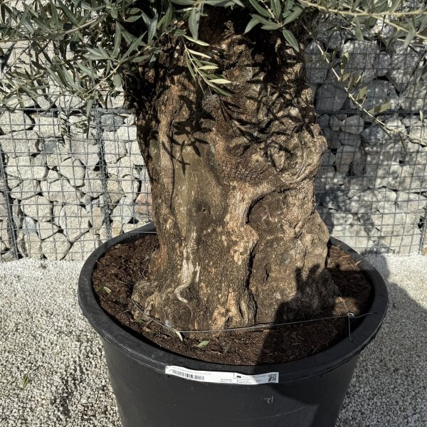 Gnarled Olive Tree XXL (Ancient) J422 - Image 3