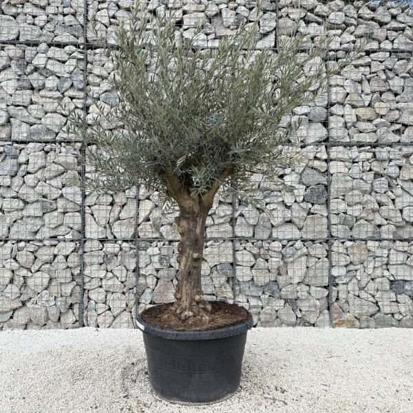 Gnarled Multistem Olive Tree XL J402 - 7B340C8A 42E3 49E7 B926 4BEF3A64BF97 scaled