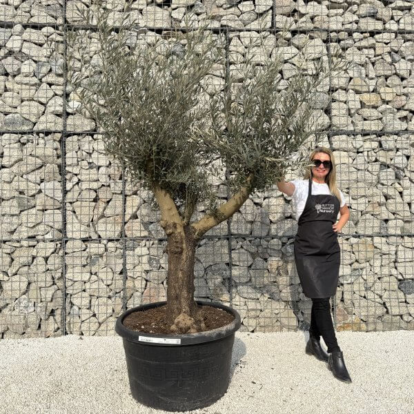 Gnarled Multistem Olive Tree XL J331 - 7B837884 C48E 4C01 AC7F FC920B0D9356 scaled