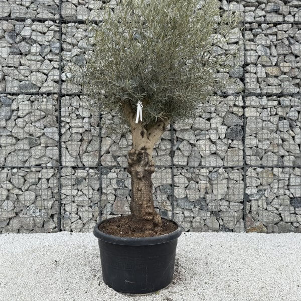 Gnarled Multistem Olive Tree XL J369 - 7D1ED466 0EC3 4FF0 A6FB 091C4216D873 scaled