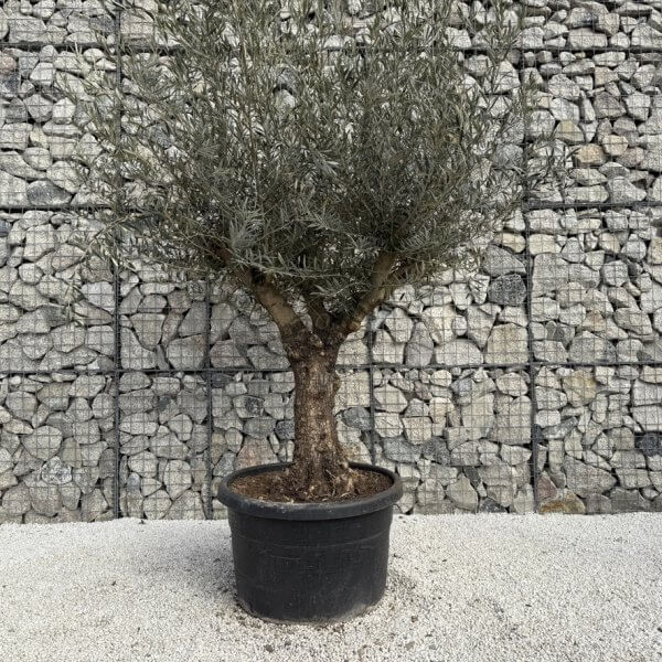 Gnarled Multistem Olive Tree XL J350 - Image 2
